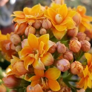 Meet your Posher, Ariana